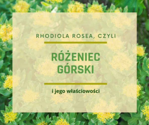 Różeniec górski i jego właściwości