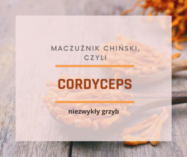 Cordyceps sinensis - niezwykły grzyb